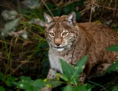 Ein Luchs mit aufmerksamem Blick steht im dichten Unterholz, umgeben von grünen Blättern und Zweigen.